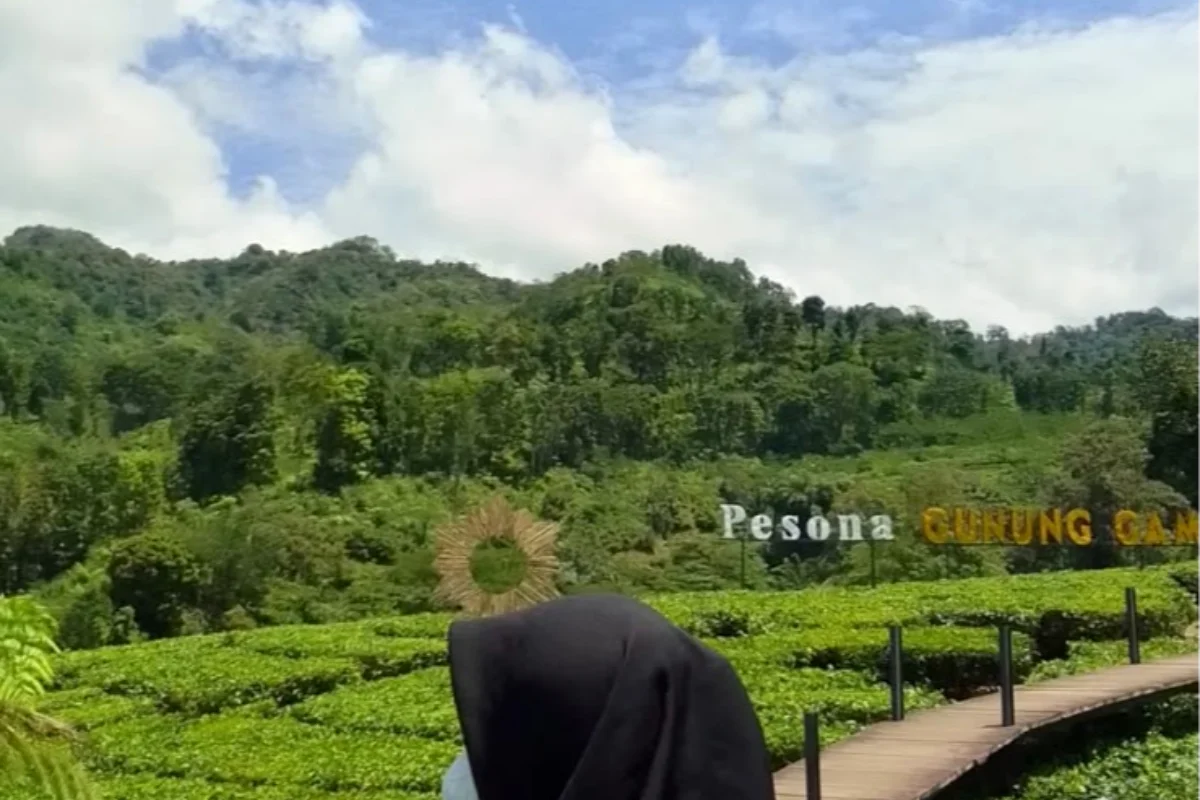 Kebun Teh Gunung Gambir