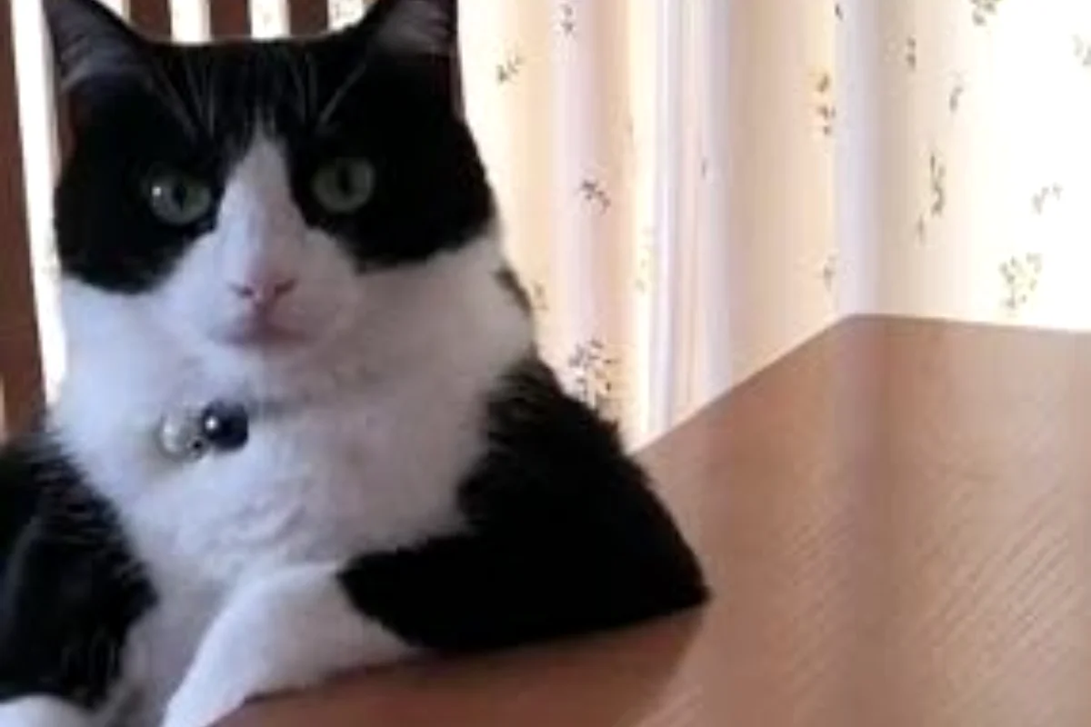 Kucing duduk: Pinterest 