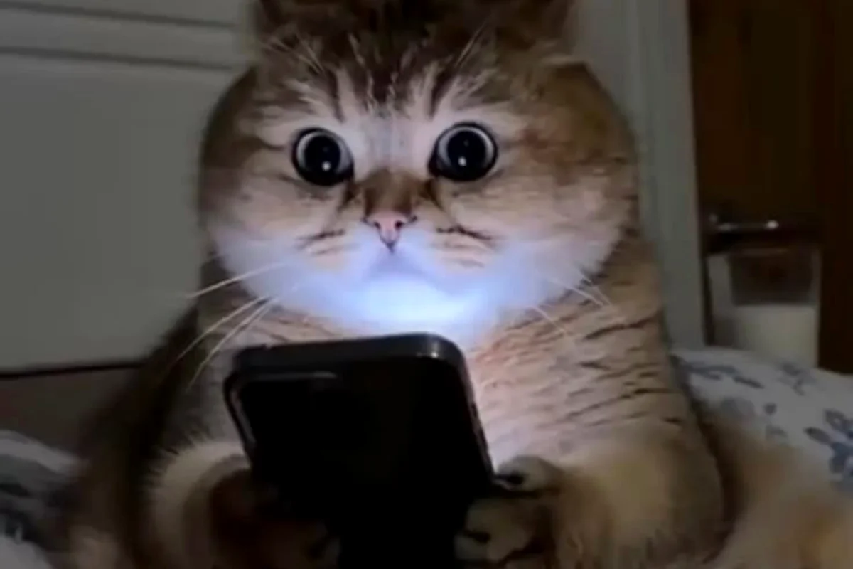 Kucing begadang: Pinterest 