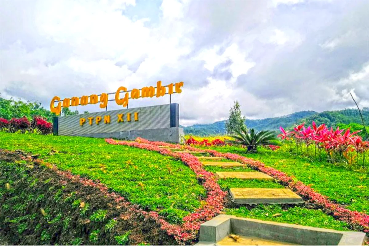Kebun Teh Gunung Gambir, Tempat Healing dan Ngadem di Jember 