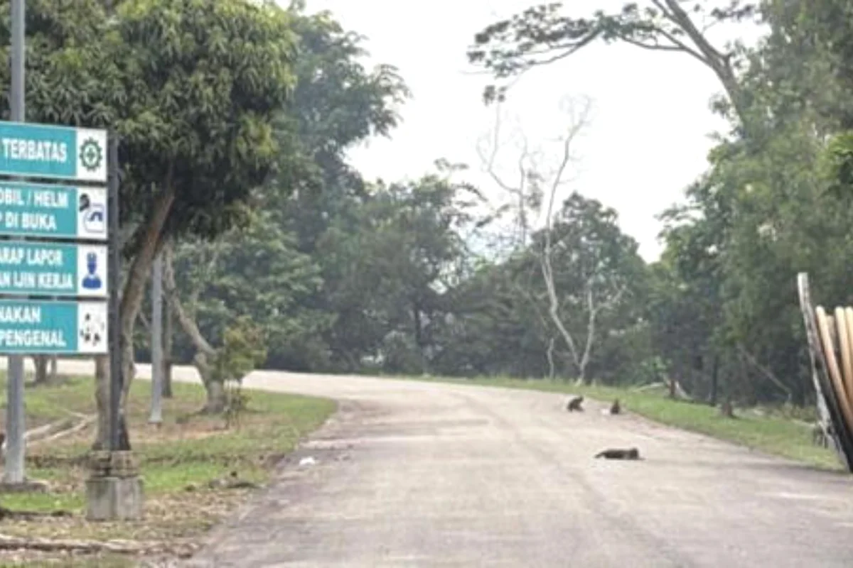 Misteri Blackout Batam, Hewan Liar Diduga Picu Gangguan Listrik